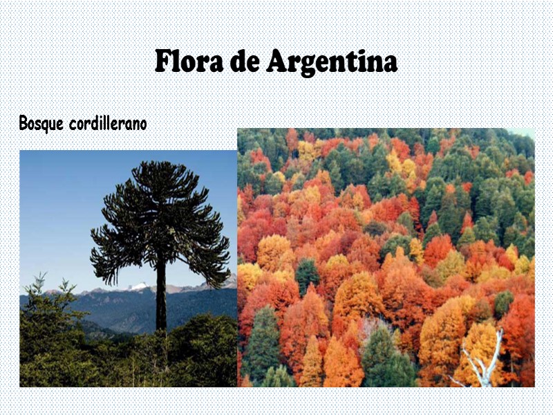 Flora de Argentina Bosque cordillerano